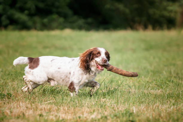 istock Springer Spaniel dog in a field in Bracknell 2190947874
