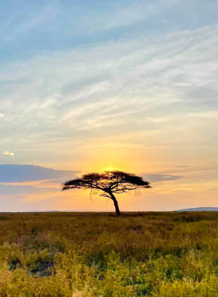 istock Acacia Tree in front of a Serengeti Sunset 2190948065
