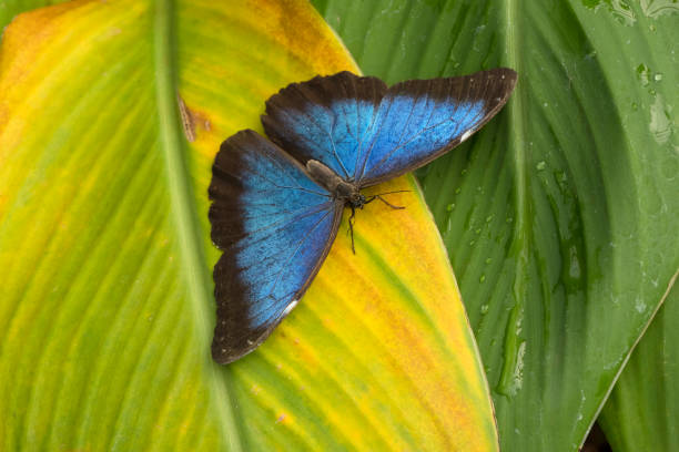 istock Butterfly among leaves in a tropical garden 2190948331