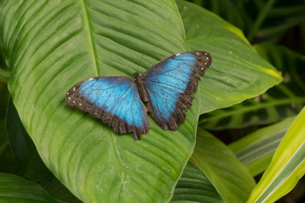 istock Blue Morpho butterfly in a tropical garden 2190948490