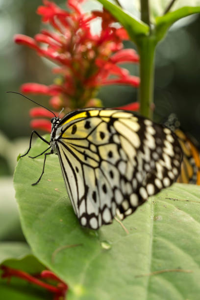 Butterfly sipping a flower