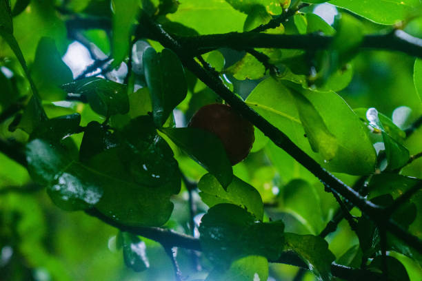 Wet green beatiful leaves background.
