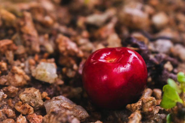 Close-up of red berry resting on textured soil.
