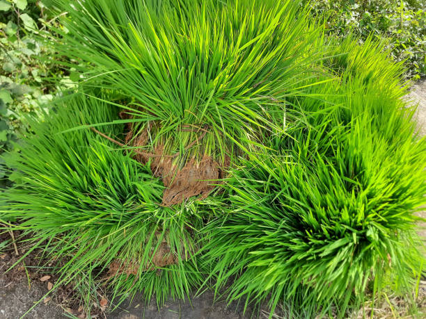 istock Bunches of young paddy plant, ready for planting 2190949752