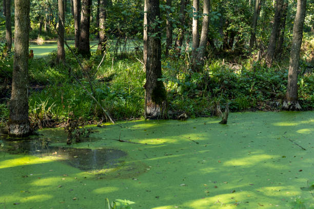 grass and deciduous trees in the swamp with green duckweed