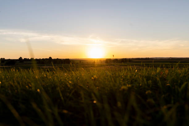sunset in a field with green grass and trees, beautiful orange sky and grass with trees at sunset