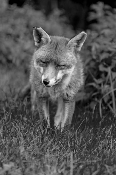 istock Wild Red Fox in the UK 2190953658