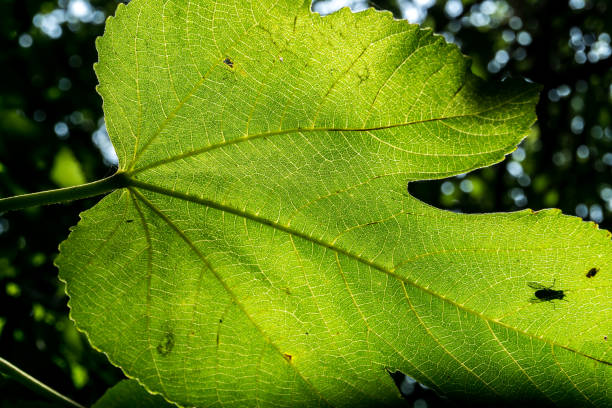 Vine leaf viewed through sunlight, showing all its veins