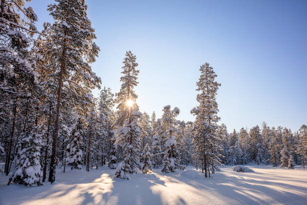 istock Snowy Northern Forest on a Sunny Winter Day 2190954408