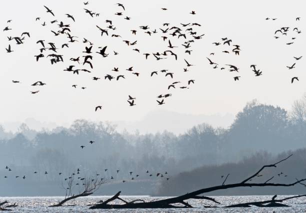 istock many silhouettes of birds above the water 2190955607