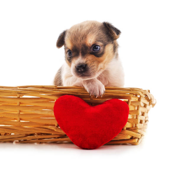 istock Little puppy in a basket with heart. 2190956273