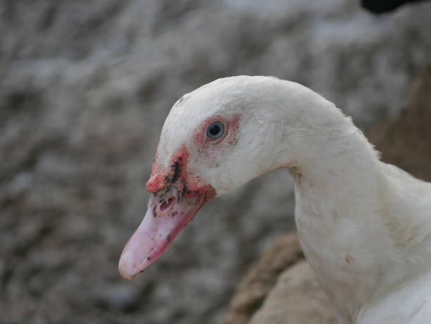 istock A close-up of a duck's head from a high angle. 2190956529