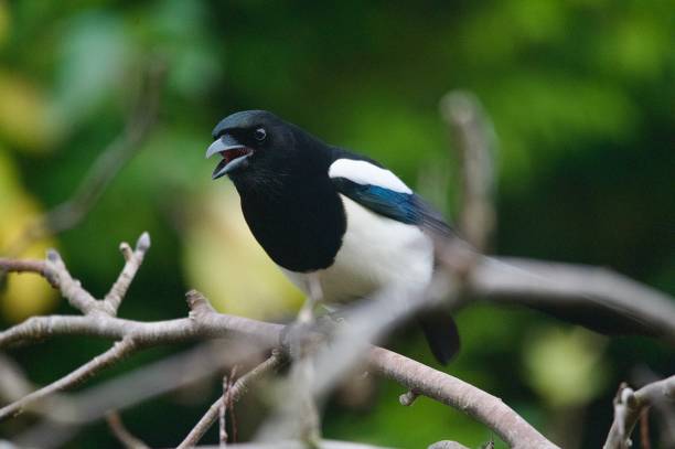 istock Magpie woodland garden bird perched on a branch 2190958960