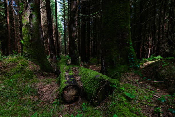 istock A serene forest with towering trees surrounding moss-covered logs. Sunlight filters through the branches, casting soft shadows on the ground. The atmosphere is calm and tranquil. 2190959291