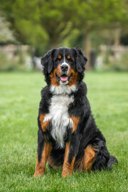 istock Bernese Mountain Dog on Windsor Long Walk looking regal 2190960550
