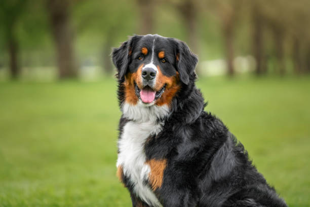 istock Bernese Mountain Dog on Windsor Long Walk looking happy at the camera 2190960579