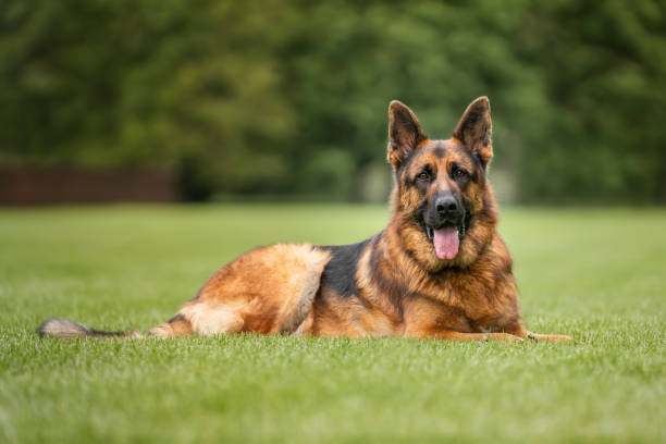 istock German Shepherd Dog on Windsor Long Walk laying down looking at the camera 2190961838