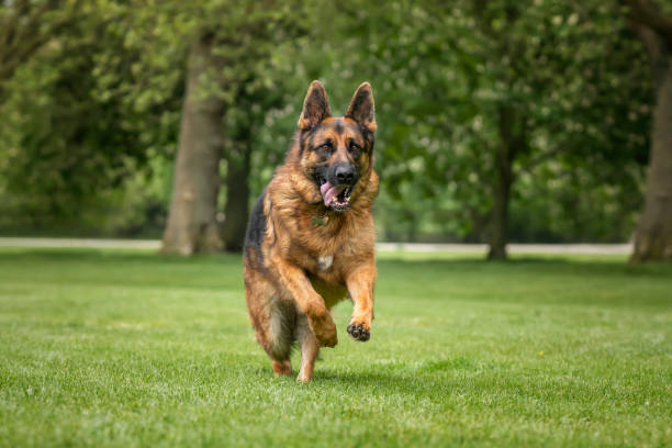 istock German Shepherd Dog on Windsor Long Walk on a fast run 2190961850