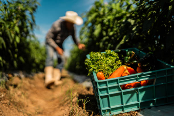 istock Close-up of vegetables box at farm 2190961907