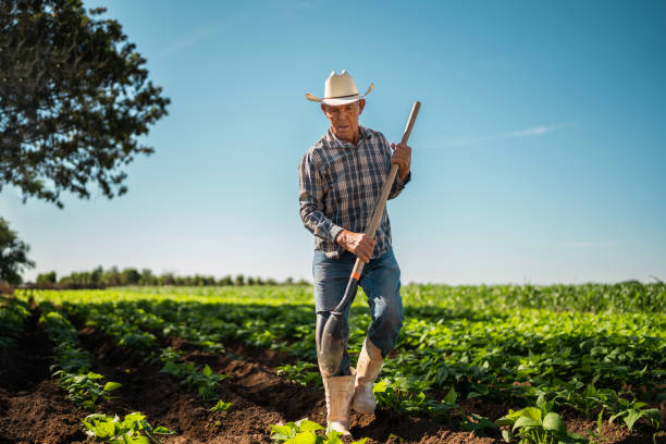 istock Senior farmer man working at agricultural field 2190962224
