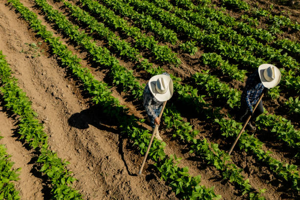 Farmers working at agricultural field