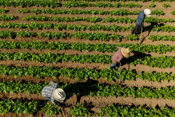 Farmers working at agricultural field