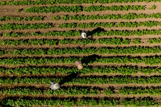 Farmers working at agricultural field