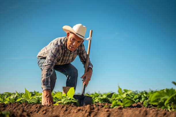 istock Senior farmer man working at agricultural field 2190962246