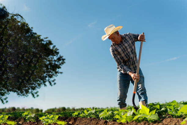 istock Senior farmer man working at agricultural field 2190962255