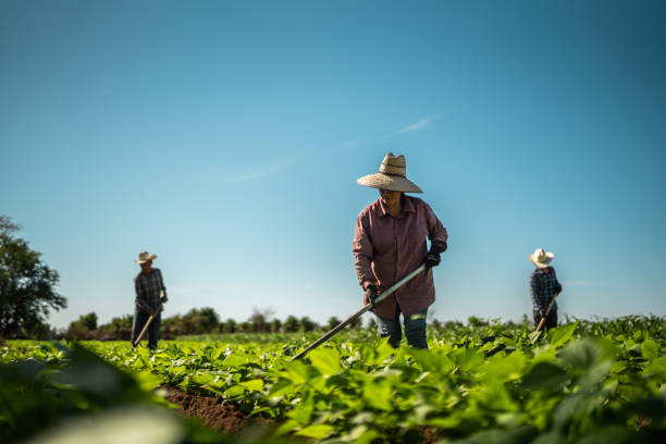 istock Farmers working at agricultural field 2190962267