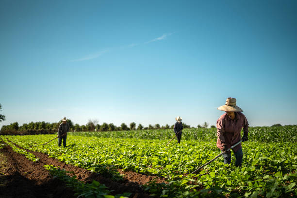 istock Farmers working at agricultural field 2190962269