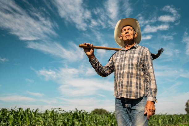 Senior male farmer rowing hay in the garden on a sunny summer day