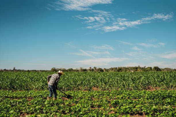 Senior farmer man working at agricultural field