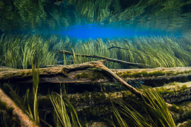 istock Sunken logs with algae underwater in blue fresh water lake 2190962414