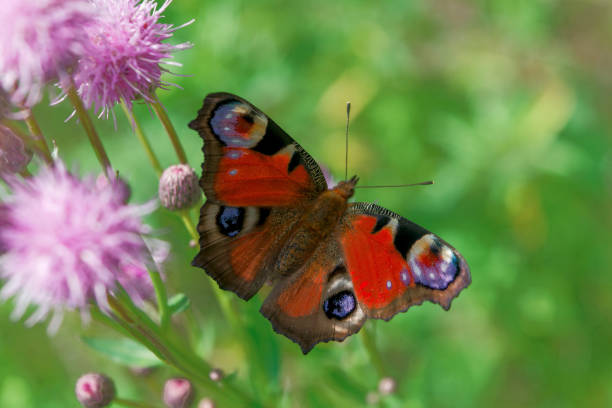 istock A peacock butterfly sitting in the grass in the meadow. 2190963717