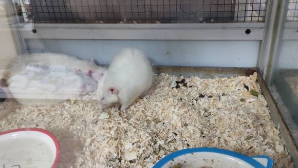 istock White rats in a cage, one is walking around the cage, the others are sleeping 2190964484