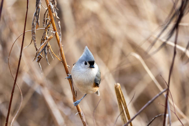 Close up of a tufted titmouse