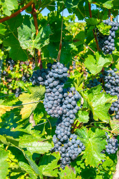 istock Large bunche of red wine grapes in summer vineyard. 2190967713
