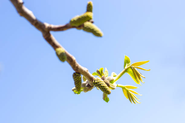 Flowering walnut catkins on a tree branch against a blue sky.