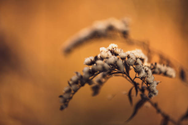 Blurred Autumn Foliage Creating a Beautiful Natural Seasonal Background