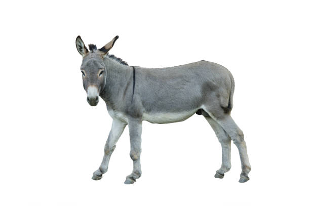 istock donkey house isolated on white background 2190971844