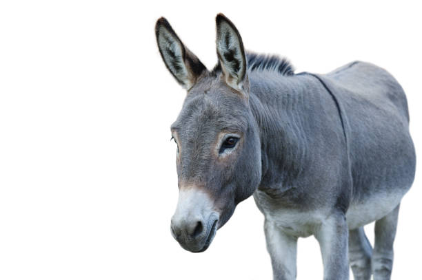 istock donkey house isolated on white background 2190971845