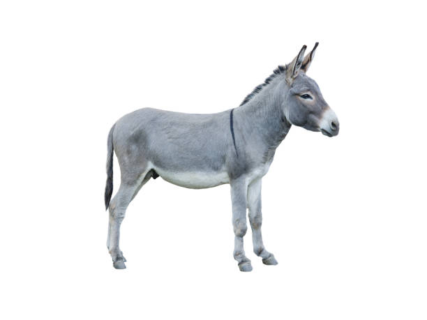 istock donkey house isolated on white background 2190971848