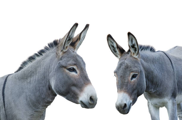 istock donkey house isolated on white background 2190971856