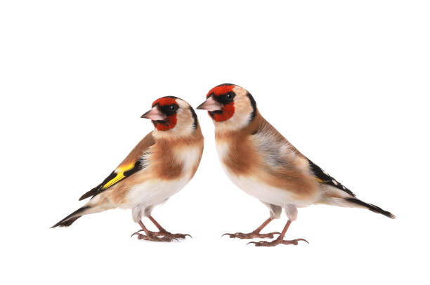 istock goldfinch isolated on a white background 2190971861