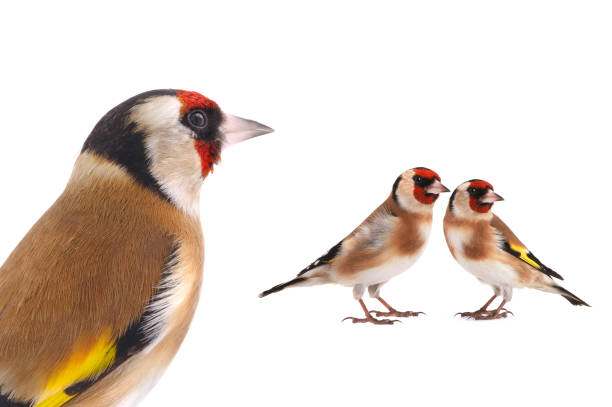 istock goldfinch isolated on a white background 2190971864