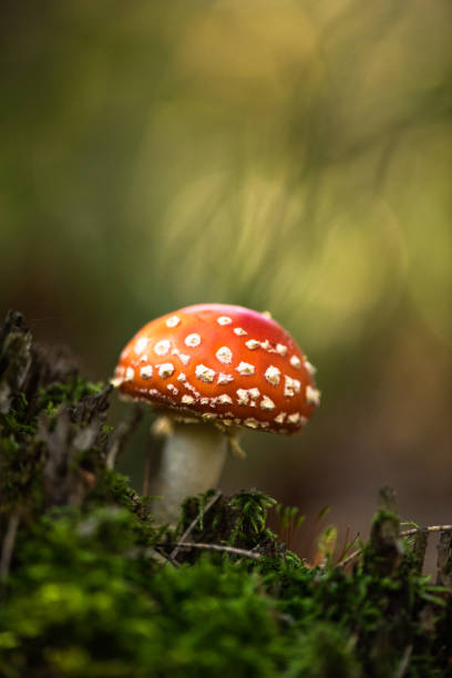 istock Beautiful Blurred Autumn Leaves Creating a Peaceful and Colorful Background 2190973136