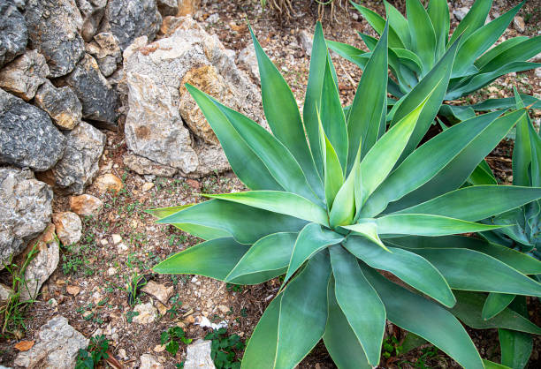 Agave Parryi  thriving on a bed of black volcanic lapilli, showcasing its striking green leaves and intricate patterns in sunlight