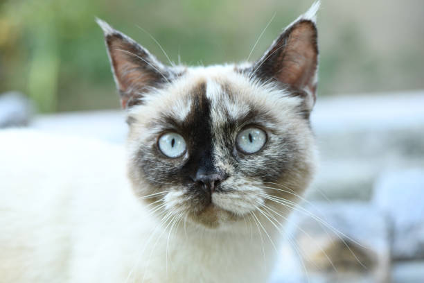 Siamese cat relaxes at home. The cat has a calm and relaxed demeanor.