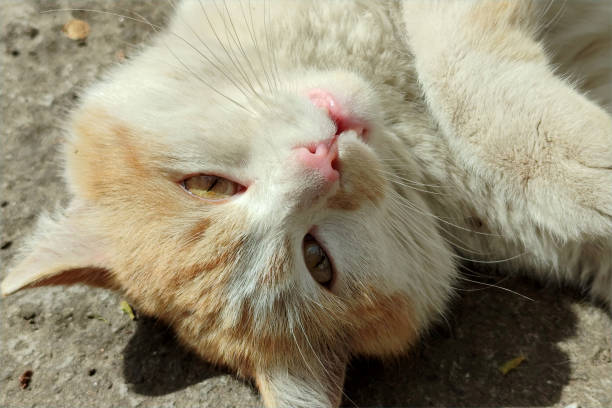 istock Red cat. A cat with orange fur. 2190973386